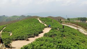 Things to do in Ilam with best time to visit Ilam